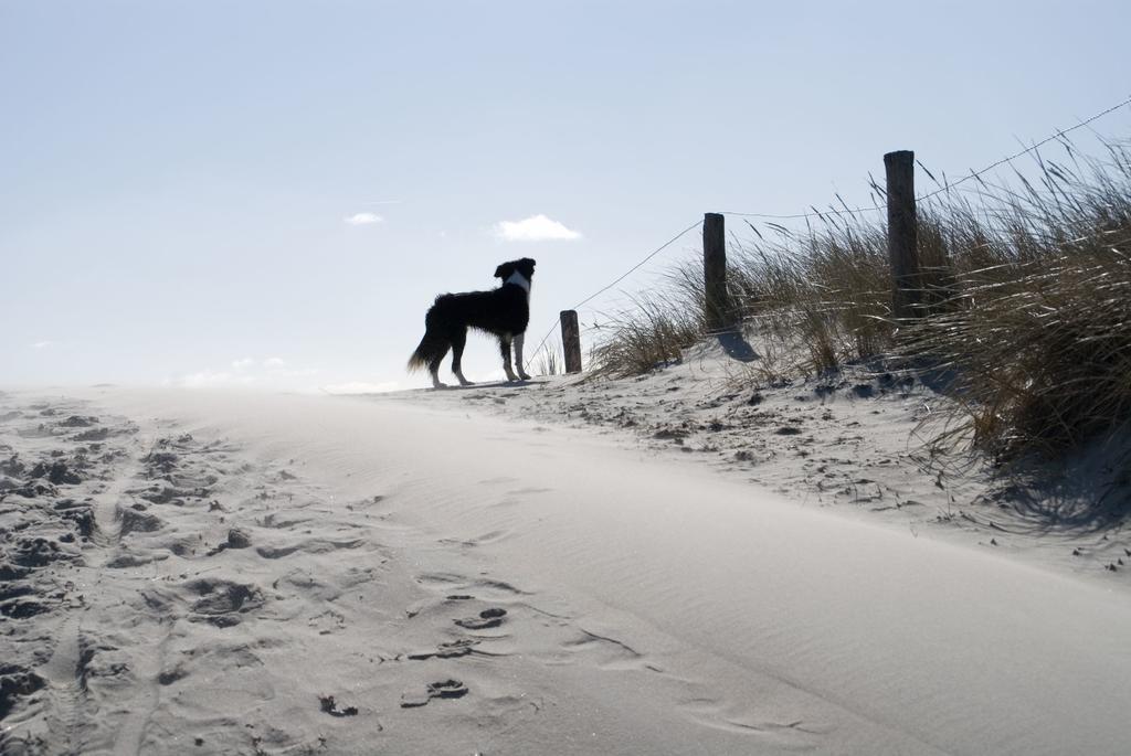 Loods Hotel Vlieland Exterior foto
